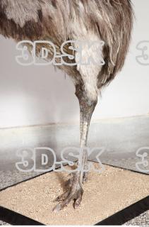 Emus leg photo reference 0013